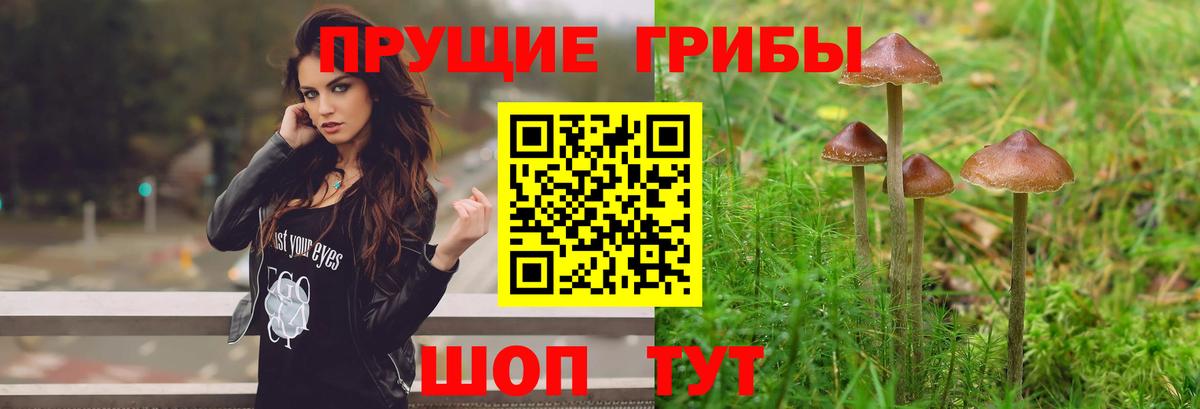 Галлюциногенные грибы GOLDEN TEACHER  цены   Луховицы  Вход с VPN  Галлюциногенные грибы GOLDEN TEACHER 